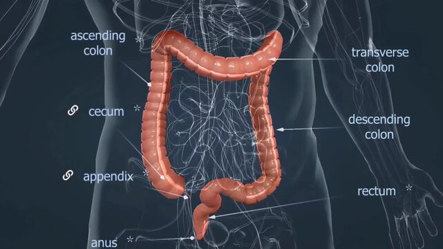 Anatomy of large intestine