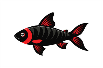 Black Ruby Barb fish Vector artwork illustration