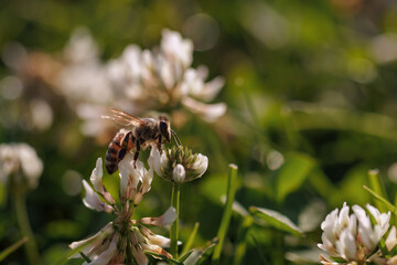 Honey bee collecting nectar on clover blossom. Pollination. Environmental concept, saving the bees concept