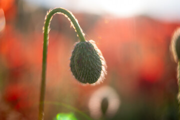 Obraz premium Poppy Bud Field Flowers Closeup