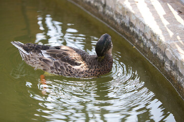 Happy duck swimming in the pond and looks at the camera. Concept protected and endangered migratory birds.