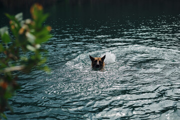 Lake Ledinci in Serbia country. A beautiful purebred dog swims in clear lake with turquoise water. Happy red-haired black German Shepherd in a pond on a sunny summer day.