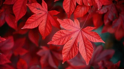 Closeup on bright red maple leaves, botanical background close up, crisp fall, vibrant, blend mode, nature reserve, copy space for text