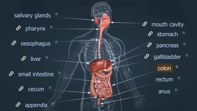 Human digestive system 3d animation