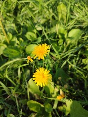 A dandelion on the lawn