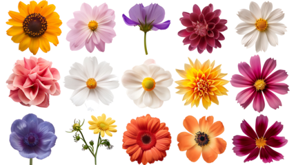 Set of various exotic tropical blooming flowers isolated on withe background, cut out