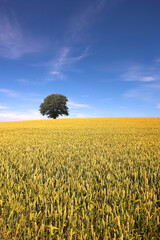 Landscape, blue sky and tree in corn field for farming, sustainability and outdoor in nature. Crop or wheat, growth and agriculture in countryside and eco friendly development for nutrition or health
