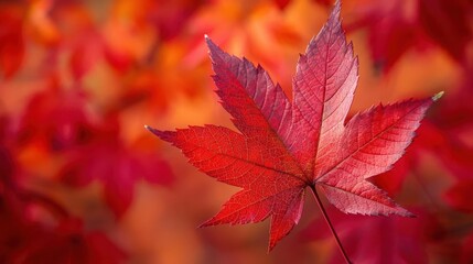 Vivid red maple leaves closeup, botanical background close up, seasonal charm, vibrant, manipulation, arboretum, copy space for text