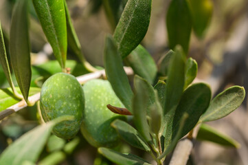 Green Olives close-up. Olives growing on a tree.