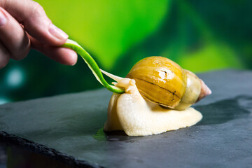 A large snail eats a thin piece of cucumber from a woman’s hand. Feeding pets. © ALEXEY