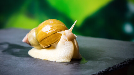 Achatina giant macro photo, large domestic tame snail crawling on a black stone. Pets concept. © ALEXEY