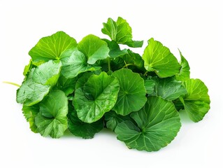 Obraz premium Photo of gotu kola (centella) leaves, isolated on white background