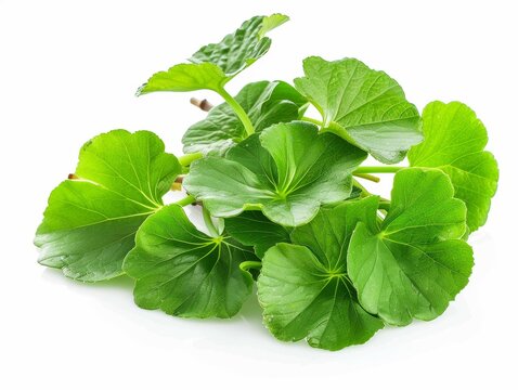Photo of gotu kola (centella) leaves, isolated on white background