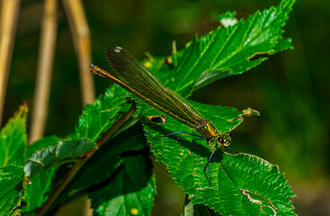 dragonfly on a leaf