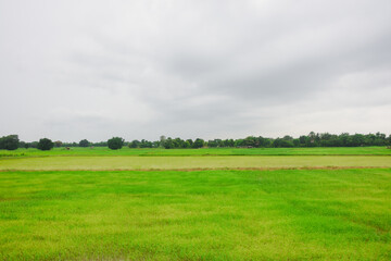 Rice fields, young green rice plants