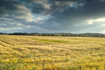 Fototapeta premium Morning, meadow and grass in wheat field for agriculture, sustainability and natural growth in countryside. Calm landscape, food farming and clouds for plants in Denmark agro environment for farmland