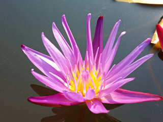 Closeup, Beautiful flower blossom blooming lotus with white purple petals on water blurred...