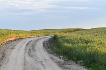 Dirt road in the countryside running between the green cereal fields. Agricultural summer scenery. Selective focus.