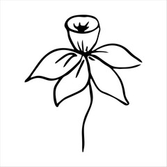 hand drawn simple botanical floral doodle element