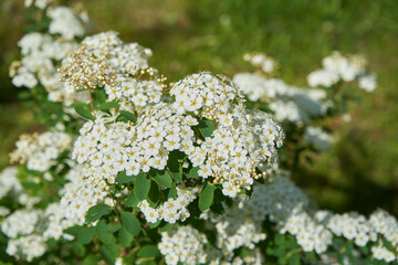 Spiraea cantoniensis bush, Spiraea cantoniensis - Bush plant with small white flowers in inflorescences in the spring