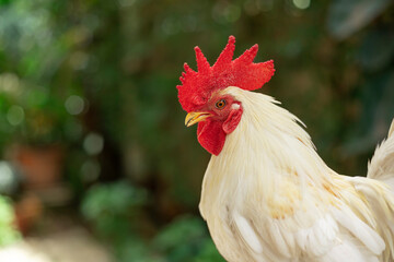 Close-up of a white chicken on an organic farming farm, poultry and livestock. Chickens, hens and free-range birds.
