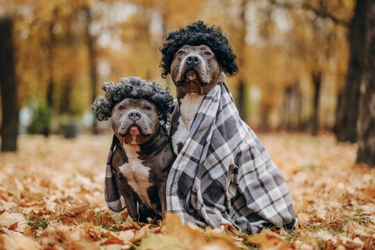 Dogs for a walk in the form of an old man and an old woman. Dogs in wigs, glasses and scarves in the autumn park.