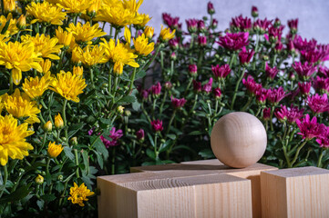 Template with wooden cubes and balls, vial and chrysanthemum flowers for product demonstration.
