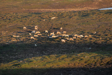 Reindeers grazing in tundra in Varanger Peninsula, Northern Norway