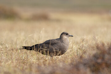 Arctic Skua on the ground in Varanger Peninsula, Northern Norway
