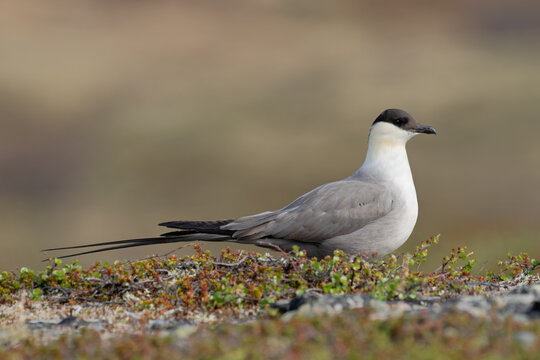 Long-tailed Skua resting on the ground, Varanger Peninsula, Norway