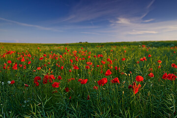 Red poppies, nature and field outside or sky background, flowers and flora botany or ecology environment. Natural opium, medical plant and vibrant color or blooming, poisonous and outdoor in spring