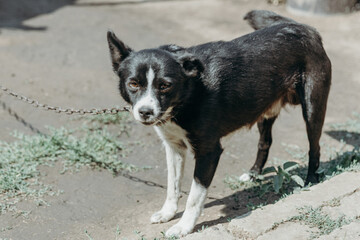 Portrait of a yard dog on a chain in the yard.
