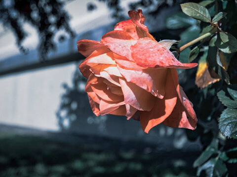 Una rosa en el cam&iacute; 🌹
