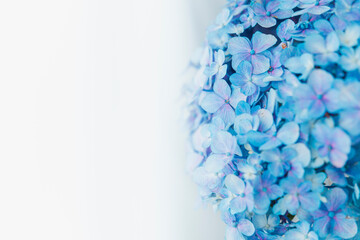 白背景　青い紫陽花