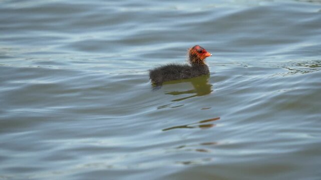 A beautiful multi-colored chick swims. The Eurasian coot (Fulica atra), also known as the common coot, or Australian coot, is a member of the rail and crake bird family, the Rallidae. 