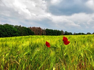 Mohnblumen am Getreidefeld