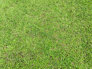 Fototapeta premium green grass background