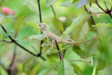 Focus on baby of Oriental garden lizard, Eastern garden lizard or Changeable lizard (Calotes versicolor) on holy basil, Thai basil or hot basil trees. Wildlife animal and nature background.