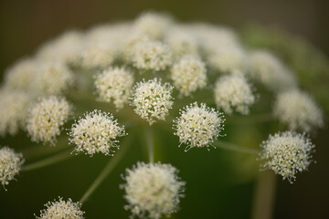Close up of a flower