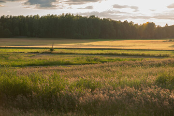 Field of wheat and field