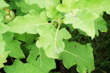 28 spotted lady beetle (Henosepilachna vigintioctopunctata), on green round eggplant leaves in morning light. Pest of nature farming and agriculture. Nature background.