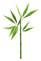 Naklejka premium PNG Bamboo plant leaf transparent background.