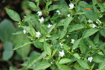Group of white chili flowers on tree in morning light. Organic food and vegetables gardening or city farming concept. beauty nature background.