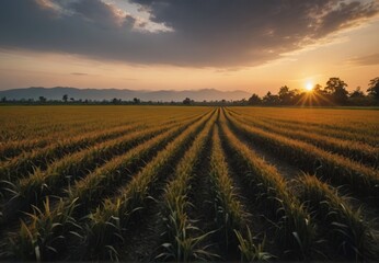 sunset over the field