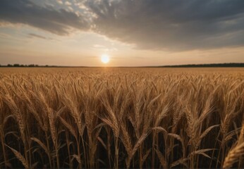 wheat field at sunset