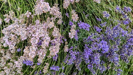Obraz premium Pink and purple lavender in a lavender field in England