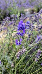 Fototapeta premium Lavender flower close-up on a sunny day. English countryside