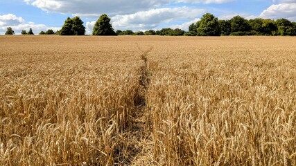 Naklejka premium Path through golden wheat field and blue sky. English village