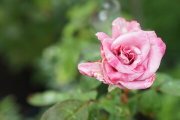 colorful little pink roses tree with sunlight. Fresh morning. Beautiful flower and nature background or wallpaper. Floral blossom. Valentine's day concept.