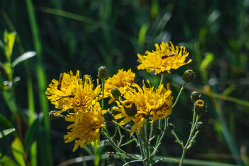 bee on a flower
